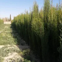 تولیدتوزیع انواع نهال مثمروغیرمثمر