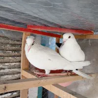 تعداد چهار طوق کفتر شهرستانی پلاکی