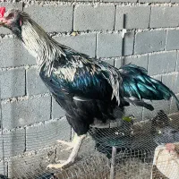 خروس زیبا دو رگ