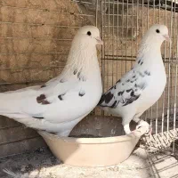 بیست جفت کفتر امتحان پس داده|پرنده|تهران, ورزشگاه آزادی|دیوار