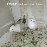 یه کوله کفتر|پرنده|بروجرد, |دیوار