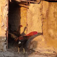 خروس لاری|حیوانات مزرعه|محمدیه-قزوین, |دیوار