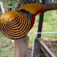 خروس بلژیکی