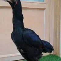 خروس .مرغ لاری|حیوانات مزرعه|قم, سربخش|دیوار