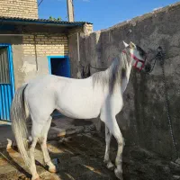 اسب سفید|اسب و تجهیزات اسبسواری|لنجان, |دیوار