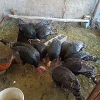 بوقلمون|حیوانات مزرعه|داراب, |دیوار