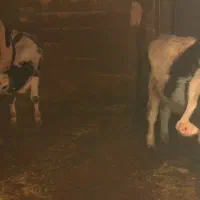 فروشی|حیوانات مزرعه|کوهرنگ, |دیوار