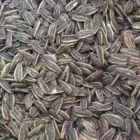 پخش تخمه آفتاب گردان|عمده‌فروشی|ساوه, |دیوار