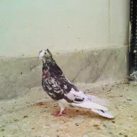 سرور زمین و آسمون