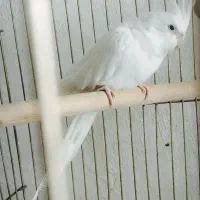 جفت عروس هلندی
