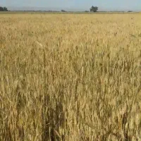 زمین-کشاورزی