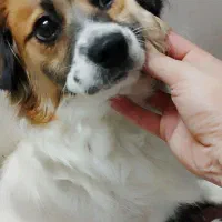 سگ پاکوتاه نژاد شیدزو شناسنامه هم داره|سگ|آمل, |دیوار