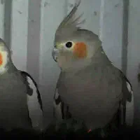 عروس هلندی گ.مش.ده