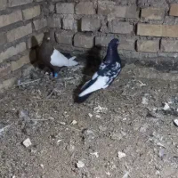 سینه ایی|پرنده|خرمشهر, |دیوار