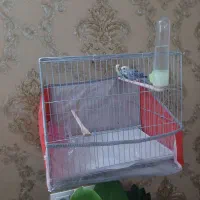 مرغ عشق های سالم مولد و معاوضه آکواریوم با عروس