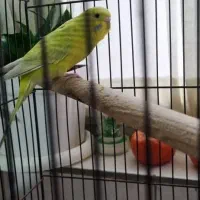 مرغ عشق|پرنده|کرج, مصباح|دیوار