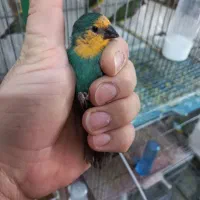 فنچ طوطیوار ماده آماده. گلدین|پرنده|پاکدشت, شهرک امام رضا|دیوار