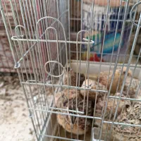 بلدرچین تخمگذار