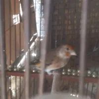 جوجه سهره قناری نر