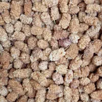 توت|عمده‌فروشی|کامیاران, |دیوار