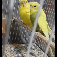 یک جفت مرغ عشق بدن قفس