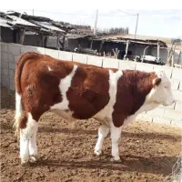 گاو ، گوساله ، نوبر ، تلیسه ، گوسفند