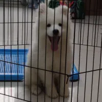 سامویید اصیل ماده