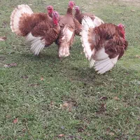 بوقلمون محلی کاملا طبیعی در دل طبیعت