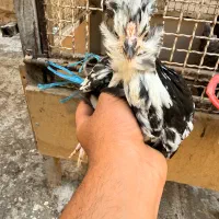 مرغ و خروس گلین. نیمچه گلین جوجه گلین