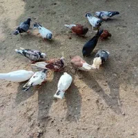 فروش کلی وجزیی کبوتر پرشی وتضمینی|پرنده|لشت نشا, |دیوار