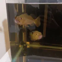 ماهی پیکاک باس کلبری