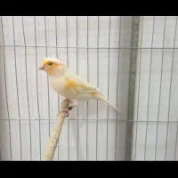 قناری دستی سه ماهه