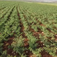 14-هکتار-زمین-دیم-ماهیدشت-سند-دار