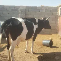 گاو و گوساله