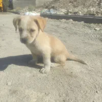 توله سگ پا کوتاه