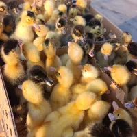 جوجه محلی یکروزه