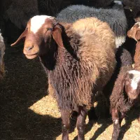 قوچ افشار درجه یک