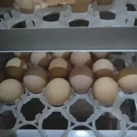 تخم نطفه دار لاری اصیل