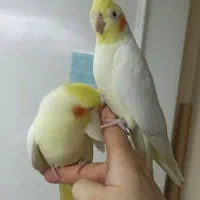 عروس هلندی ماده