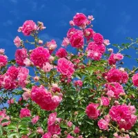 دستبند گمشده دارم
