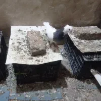 سلام ۶تا کفتر نازار|پرنده|خرمآباد, |دیوار