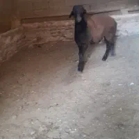 بره قوچ همو افشاری با ژن صددرصد