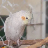 عروس هلندی گمشده