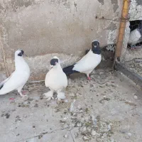 سلام به عشقبازان تعدادی کفتر فروشی