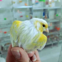 قناری نقره ای زیتونی. موزاییکی|پرنده|مشهد, منزل آباد|دیوار