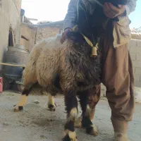 شیشک قوچ کله زنگ
