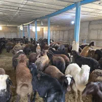 گوسفند کشتاری