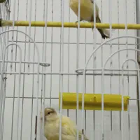 دو عدد قناری