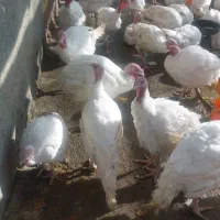 بوقلمون آماده کشتار|حیوانات مزرعه|فریمان, |دیوار