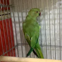 ۲عدد ملنگو ماده